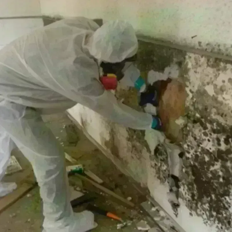 Mold Remediation and Removal in Moreno Valley, CA